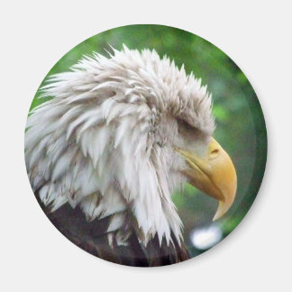 Imán Fotografía del águila calva