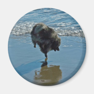 Imán Fotografía del Ballet Keeshond - Arte de Perro Or