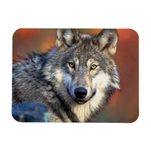 Imán Fotografía del lobo