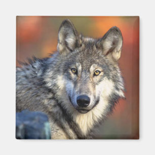 Imán Fotografía del lobo