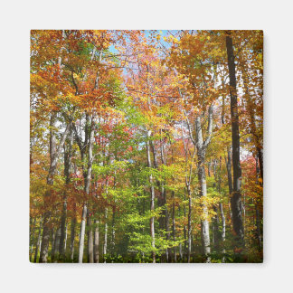 Imán Fotografía del paisaje otoñal del bosque otoñal II