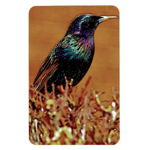 Imán Fotografía del pájaro de Starling