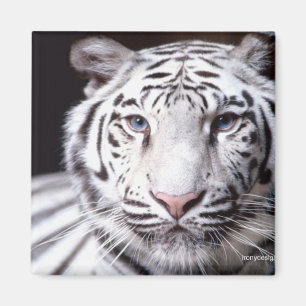 Imán Fotografía del tigre blanco de Bengala