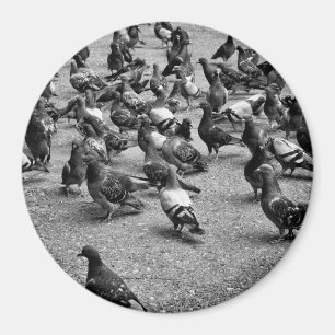 Imán Fotografía en blanco y negro de muchas palomas