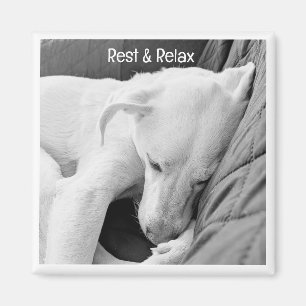 Imán Fotografía en blanco y negro del sueño de un perro