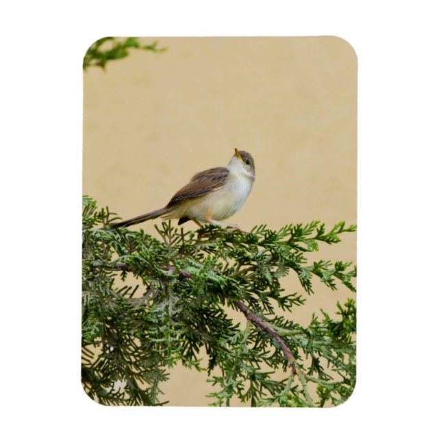 Imán Fotografía encantadora de pájaro gorrión (Vertical)