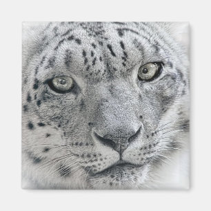 Imán Fotografía exótica del Leopardo de la Nieve Blanca