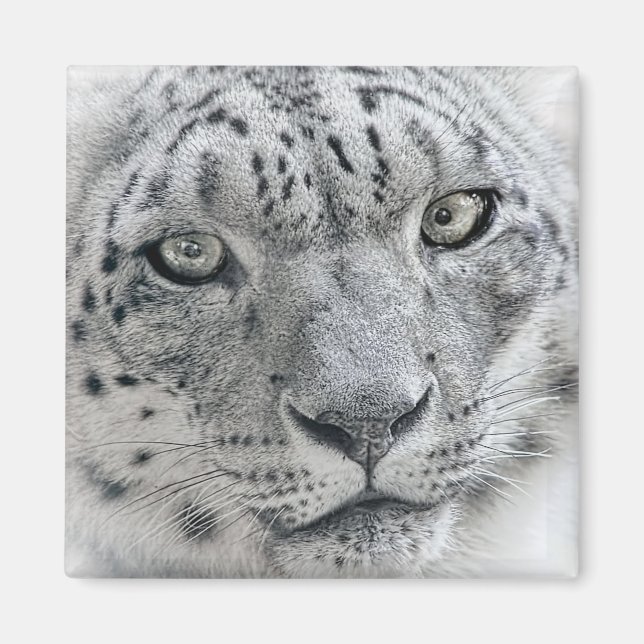 Imán Fotografía exótica del Leopardo de la Nieve Blanca (Frente)