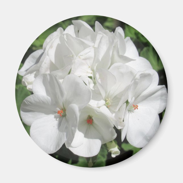 Imán Fotografía floral blanca (Frente)
