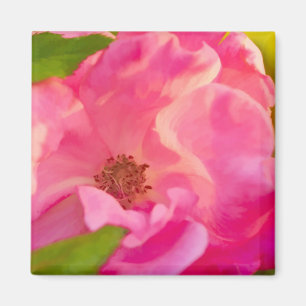 Imán Fotografía floral rosa, abstracta y pintoresca