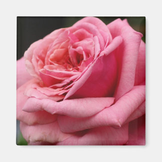 Imán Fotografía floral Rosa I Bonito
