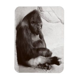 Imán Fotografía gorila durmiendo
