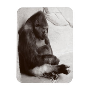 Imán Fotografía gorila durmiendo