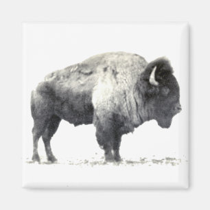 Imán Fotografía histórica de American Bison