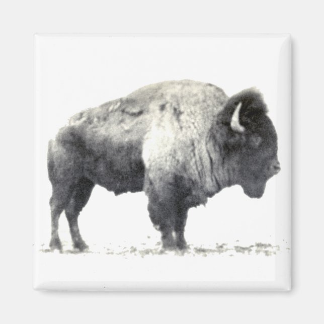 Imán Fotografía histórica de American Bison (Frente)