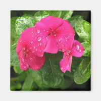 Fotografía macro de hermosas flores rosadas de pri