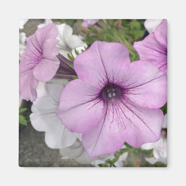 Imán Fotografía morada floral (Frente)