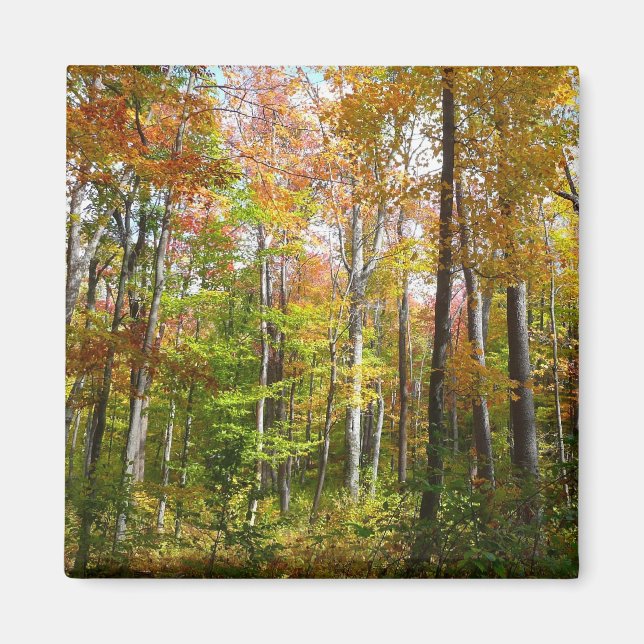 Imán Fotografía paisajística de otoño en el bosque otoñ (Frente)