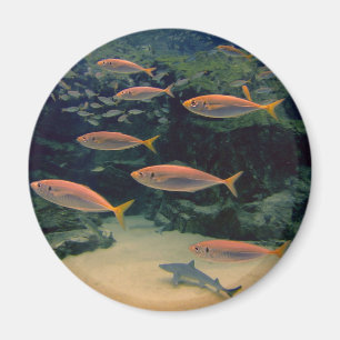 Imán Fotografía subacuática del pez rosa Shoal