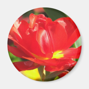 Imán Fotografías rojas del tulipán