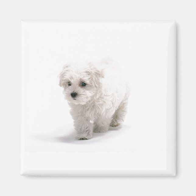 Imán fotográfico Bichon Frise (Frente)