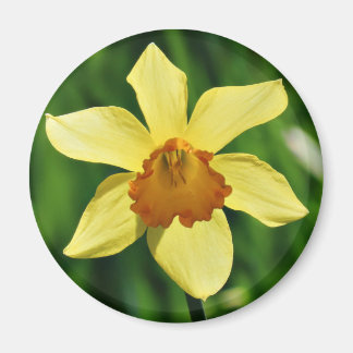 Imán fotográfico Daffodil