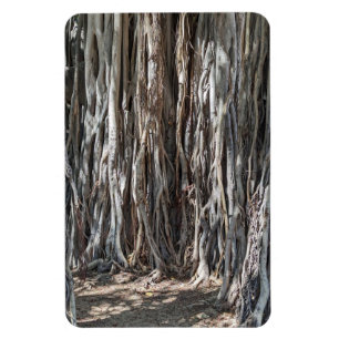 Imán fotográfico de árbol de Banyan