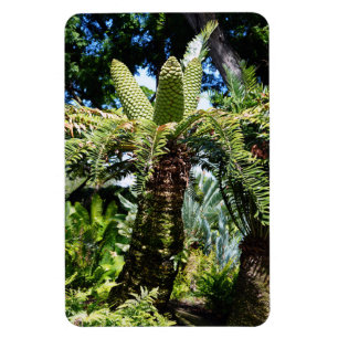 Imán fotográfico de árbol tropical