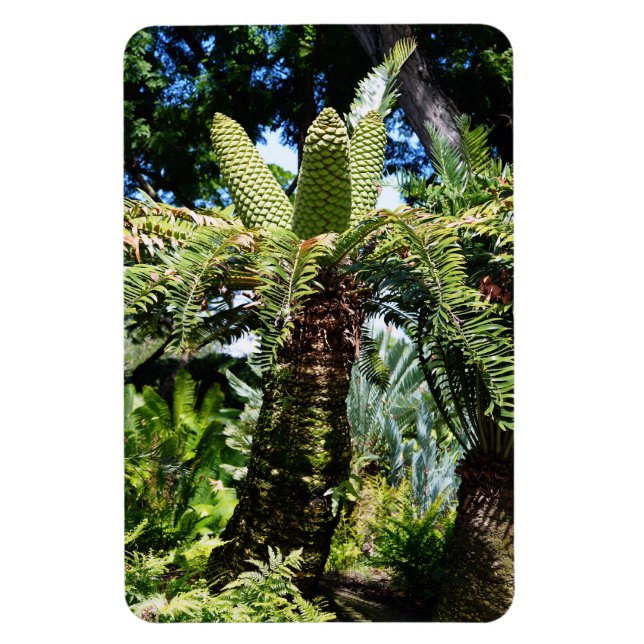 Imán fotográfico de árbol tropical (Vertical)