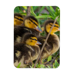 Imán fotográfico de Ducklings