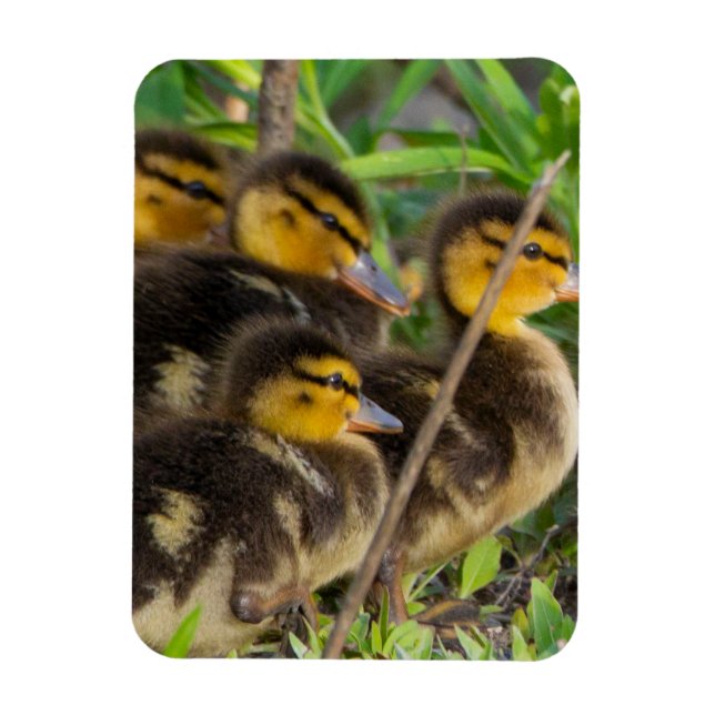 Imán fotográfico de Ducklings (Vertical)