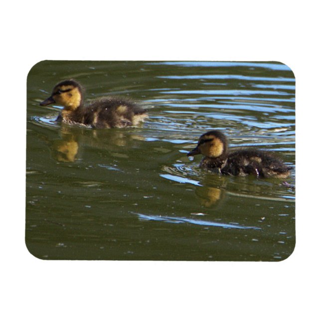 Imán fotográfico de Ducklings (Subido por el creador)