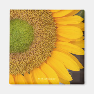Imán fotográfico de flor de girasol