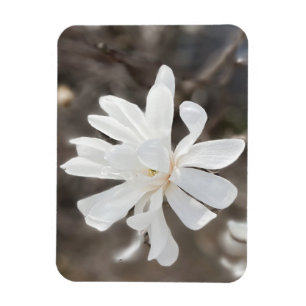Imán fotográfico de flores blancas