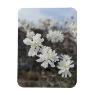 Imán fotográfico de flores blancas