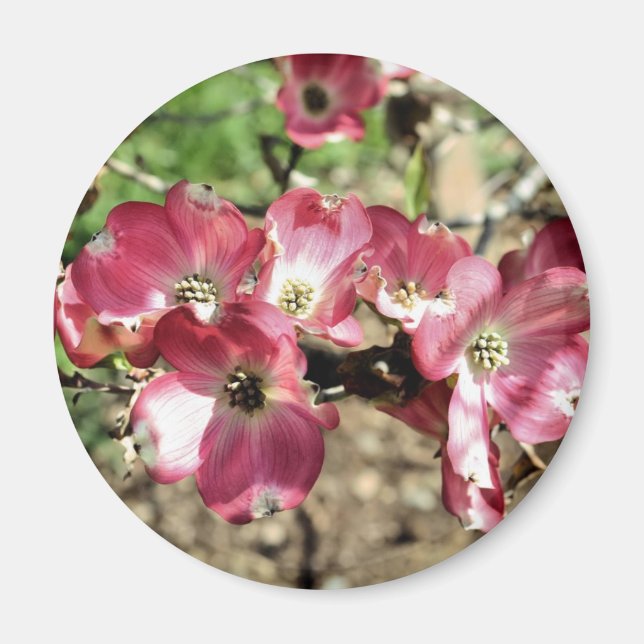 Imán fotográfico de flores de dogwood rosa (Frente)