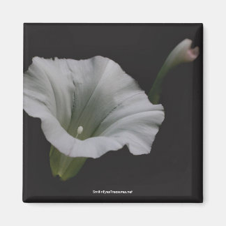 Imán fotográfico de flores de gloria de la mañana 
