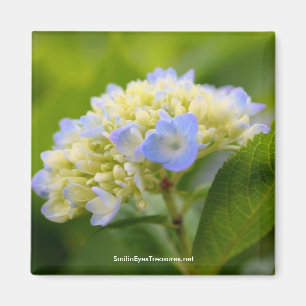 Imán fotográfico de flores de hidrangea azul sua