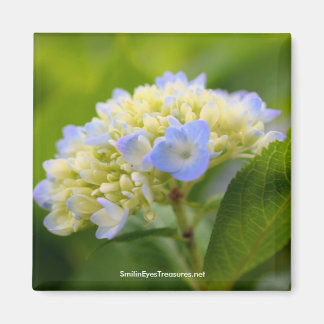 Imán fotográfico de flores de hidrangea azul suave