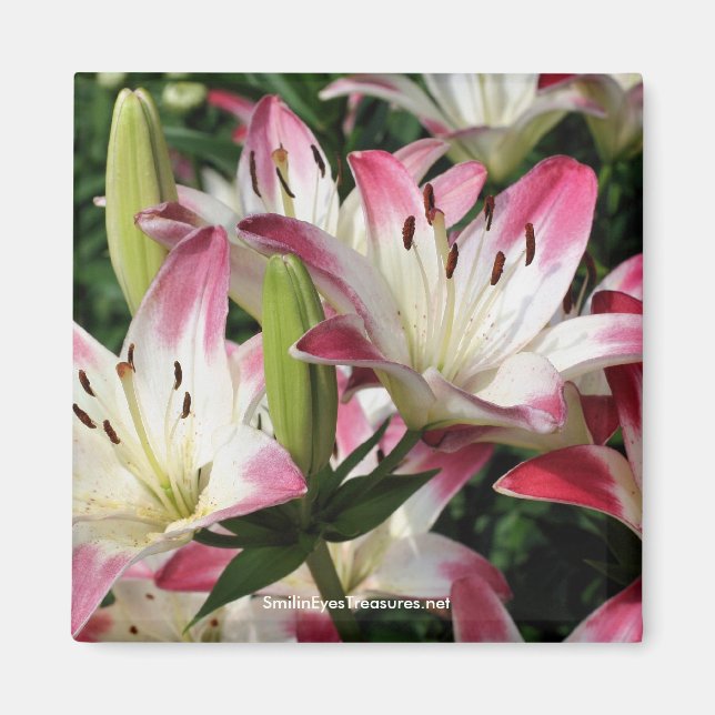 Imán fotográfico de flores de Lilies sonriente (Frente)