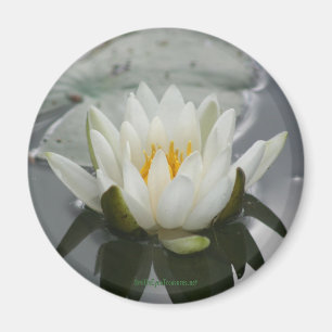 imán fotográfico de flores de lirio de agua