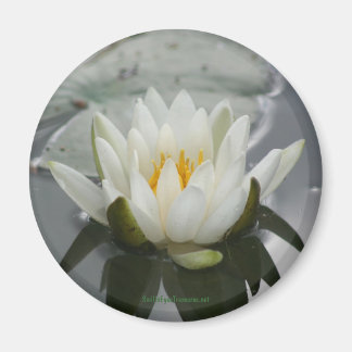 imán fotográfico de flores de lirio de agua