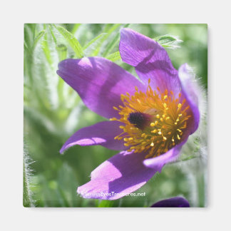Imán fotográfico de flores púrpura pasque