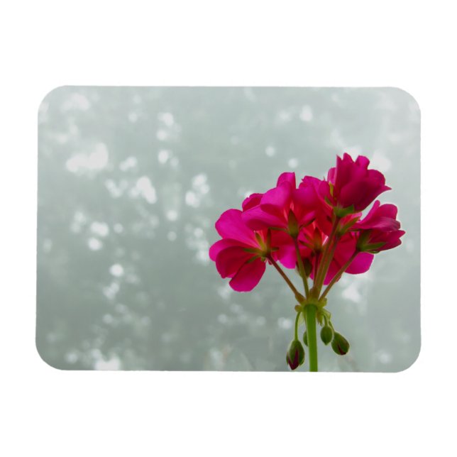 Imán fotográfico de geranio rosado (Horizontal)