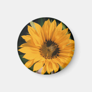 Imán fotográfico de girasol