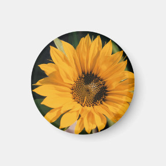 Imán fotográfico de girasol