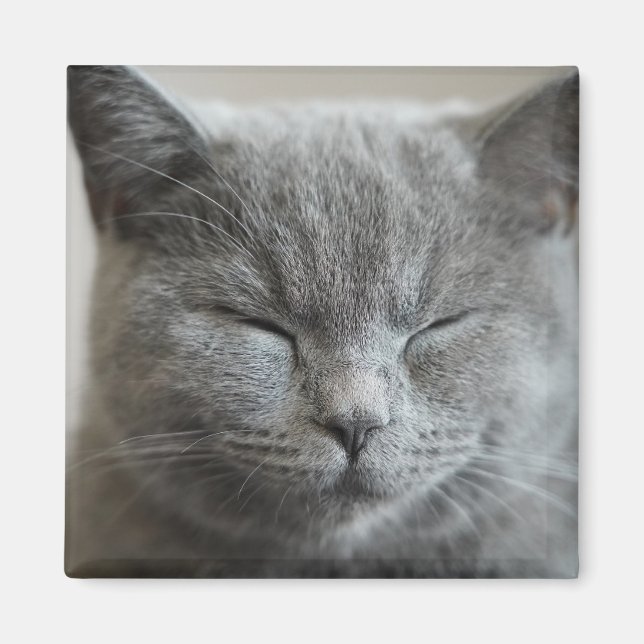 Imán fotográfico de gris gris grisato (Frente)