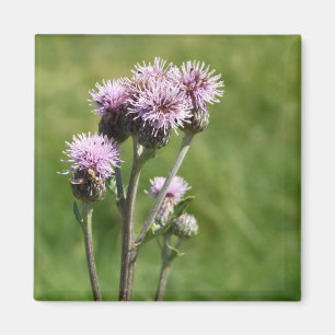 Imán fotográfico de la flor del cardo púrpura