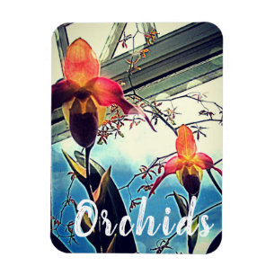 Imán fotográfico de orquídeas iluminadas por el so