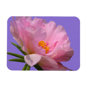 Imán fotográfico de Peony Rosa